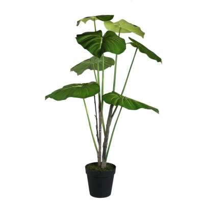 Philodendron PTMD