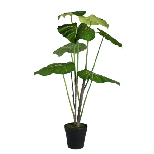 Philodendron PTMD