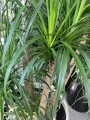 Beaucarnea recurvata, nolina XXL
