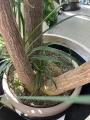 Beaucarnea recurvata, nolina XXL