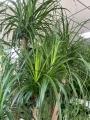 Beaucarnea recurvata, nolina XXL
