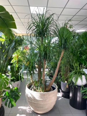 Beaucarnea recurvata, nolina XXL