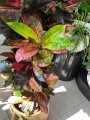Codiaeum variegatum Mrs. Iceton, croton, kroton