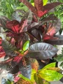 Codiaeum variegatum Mrs. Iceton, croton, kroton
