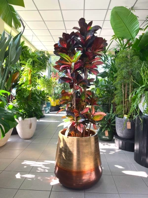 Codiaeum variegatum Mrs. Iceton, croton, kroton 
