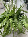 Epiphyllum anguliger, epifilum, zygzak