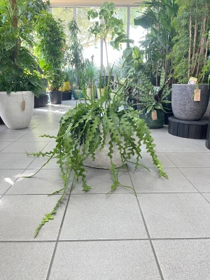 Epiphyllum anguliger, epifilum, zygzak
