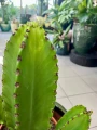 Euphorbia Ingens, wilczomlecz