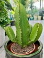 Euphorbia Ingens, wilczomlecz