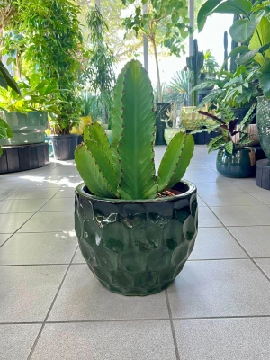 Euphorbia Ingens, wilczomlecz