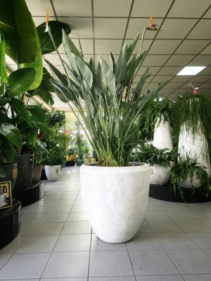 Strelitzia reginae, strelicja królewska, rajski ptak