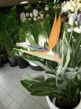 Strelitzia reginae, strelicja królewska, rajski ptak