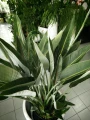 Strelitzia reginae, strelicja królewska, rajski ptak