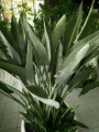 Strelitzia reginae, strelicja królewska, rajski ptak