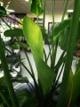 Strelitzia nicolai, strelicja biała