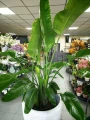 Strelitzia nicolai, strelicja biała