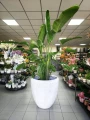 Strelitzia nicolai, strelicja biała