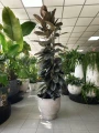 Ficus elastica Abidjan, fikus