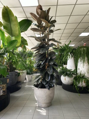 Ficus elastica Abidjan, fikus