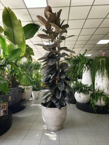 Ficus elastica Abidjan, fikus