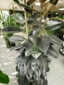 Ficus elastica Abidjan, fikus
