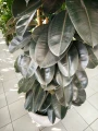 Ficus elastica Abidjan, fikus