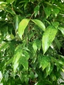 Dracaena surculosa Aurea, dracena