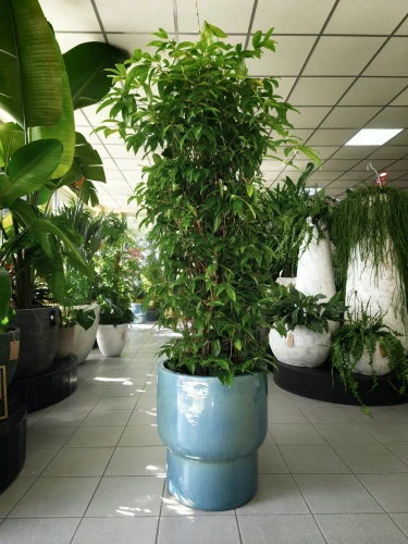 Dracaena surculosa Aurea, dracena