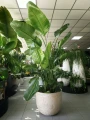 Strelitzia nicolai, strelicja biała