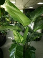 Strelitzia nicolai, strelicja biała