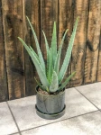 Aloe vera