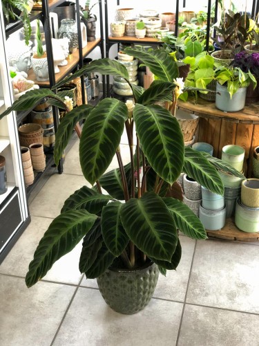dracaena indoor plant Dracaena Warneckii – Adplants main image 1