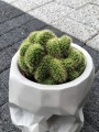 Cactus Hildewintera aureispina Cristata