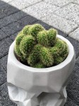 Cactus Hildewintera aureispina Cristata