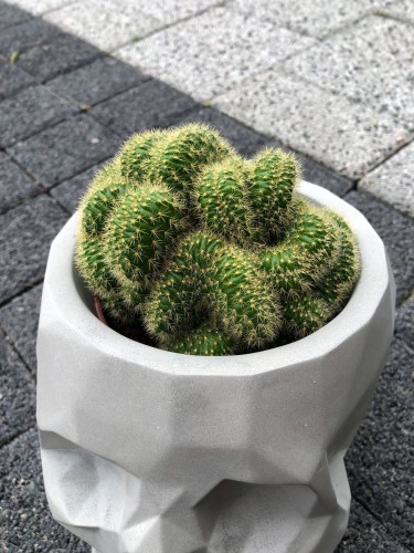 Cactus Hildewintera aureispina Cristata