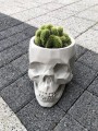 Cactus Hildewintera aureispina Cristata