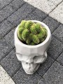 Cactus Hildewintera aureispina Cristata