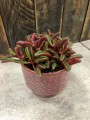 Peperomia Graveolens Ruby Glow