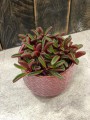 Peperomia Graveolens Ruby Glow