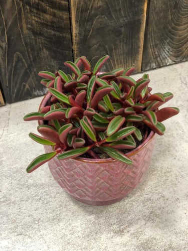 Peperomia Graveolens Ruby Glow