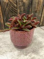 Peperomia Graveolens Ruby Glow