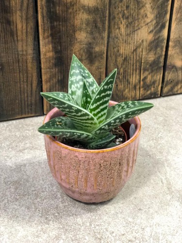 Aloe variegata tribal
