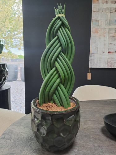 Sansevieria Cylindrica zaplatana - Polana u Barana