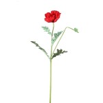 Kwiat czerwonego maku PTMD 