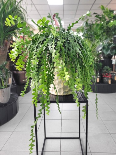 monstera green on green Monstera Deliciosa  Green Acres Nursery & Supply